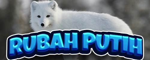 Rubah Putih Apk
